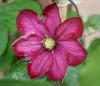 Clematis Sp. (yaban Asmas)