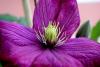 Clematis Sp. (yaban Asmas)