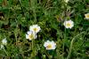 Cistus salviifolius ( Adaay Yaprakl Laden )