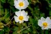 Cistus salviifolius ( Adaay Yaprakl Laden )