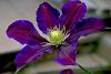 Clematis Sp. (yaban Asmas)