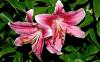 Lilium