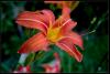 Gn Gzeli "hemerocallis"