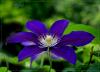 Yaban Asmas (clematis)