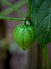 Tomatillo Verde