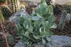 Cotyledon Orbiculata