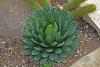 Agave Victoria Reginae