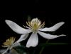 Clematis "armandii"
