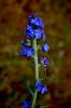 Sr Dili ( Anchusa Azurea)