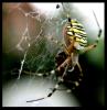 Argiope bruennichi (Wasp-Spider)