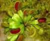 Dionaea Muscipula