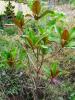 Magnolia Grandiflora 'gallissoniere'