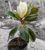 Magnolia Grandiflora