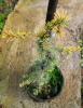 Cedrus Atlantica 'aurea' - Sarı Atlas Sediri