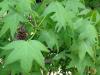 Liquidambar Orientalis