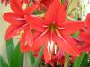 Amaryllis