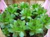 -sempervivum