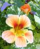 Latin iei - Nasturtium