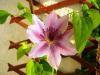 Yaban Asmas ( Clematis Hugley Hybrid )