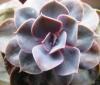 Echeveria