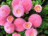 Bellis Perennis - Ponpon