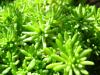 Sedum