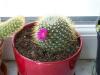 Mammillaria