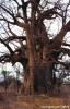 Baobab Ağacı/Botswana/Afrika