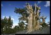 Bristlecone am