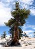 Yosemite tree