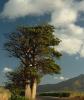Baobab Ağacı - 1