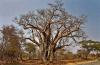 Zimbabwe-Baobab
