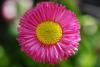 Bellis perennis