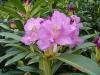 Rhododendron pontica - Mor iekli ormangl