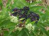 Sambucus ebulus (Mrver)