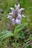 Neotinea (orchis) Lactea (poir.) R.m. Bateman,& M.w. Chese