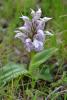 Neotinea (orchis) Lactea (poir.) R.m. Bateman,& M.w. Chese