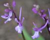 Orchis Anatolica Boiss. (anadolu Salebi)