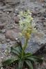 Orchis Provincialis Balb. (provence Orchid)