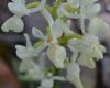 Orchis Provincialis Balb. (provence Orchid)