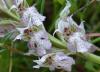 Neotinea (orchis) Lactea (poir.) R.m. Bateman,& M.w. Chese