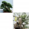 Zeytin Bonsai