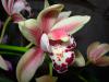 Cymbidium