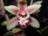 Cymbidium