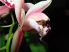 Cymbidium