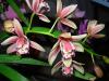 Cymbidium