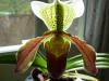 Paphiopedilum