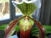 Paphiopedilum