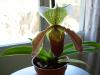 Paphiopedilum