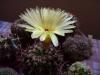 Notocactus Submammulosus